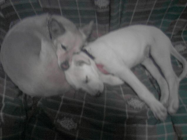 dea cucciola e Lola mamma