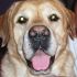 cerco femmina di labrador per accopiamento