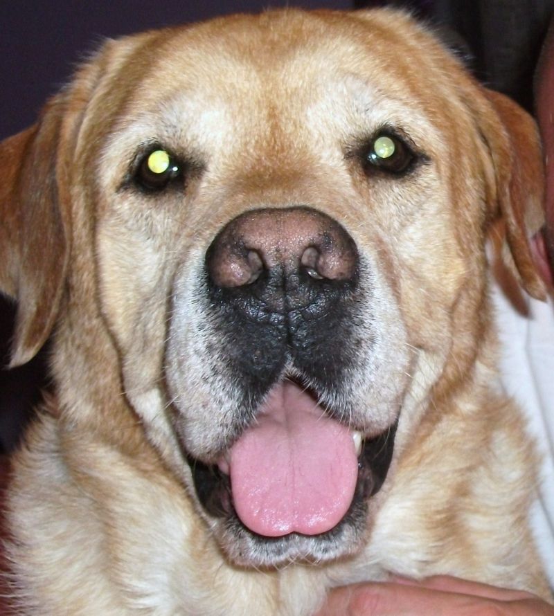 cerco femmina di labrador per accopiamento