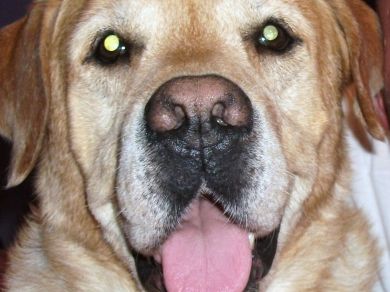 Teo. Labrador retriever biondo.