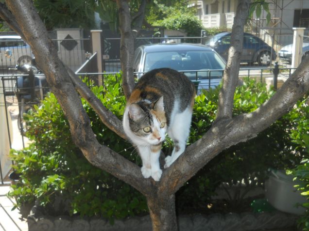 Sono io la regina del mondo