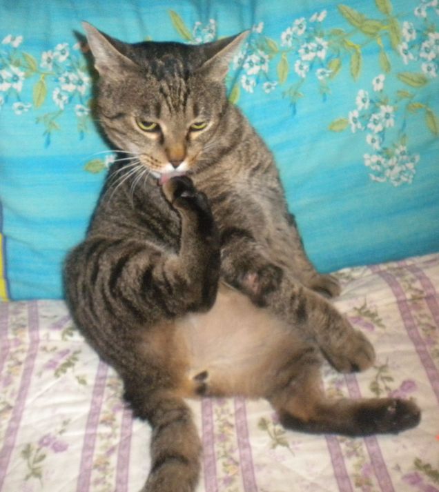 leccatina alla zampina!