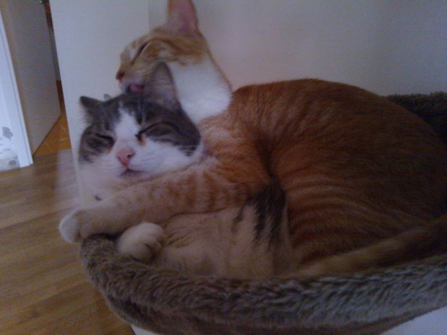 ci volgiamo tanto bene 