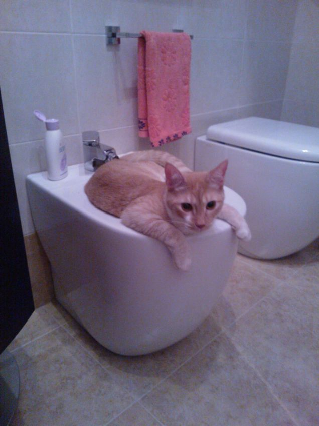 la grande passione per il bidet