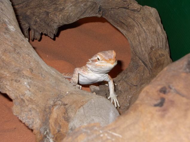 pogona 
