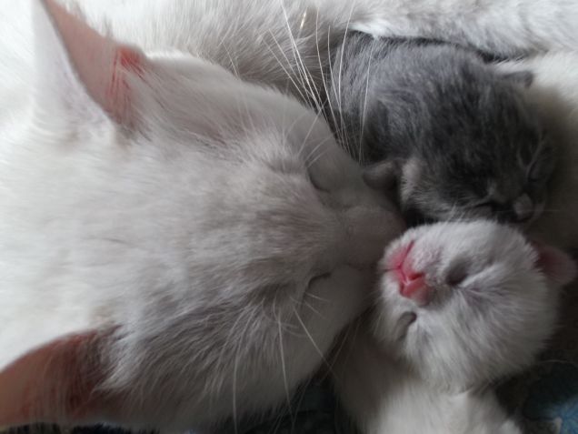 Bianca sbaciucchia i suoi cuccioli