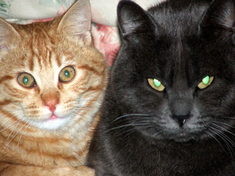 Gatto simil certosino