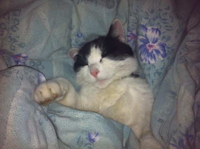 Altro che cuccia.. io me ne sto nel letto :D