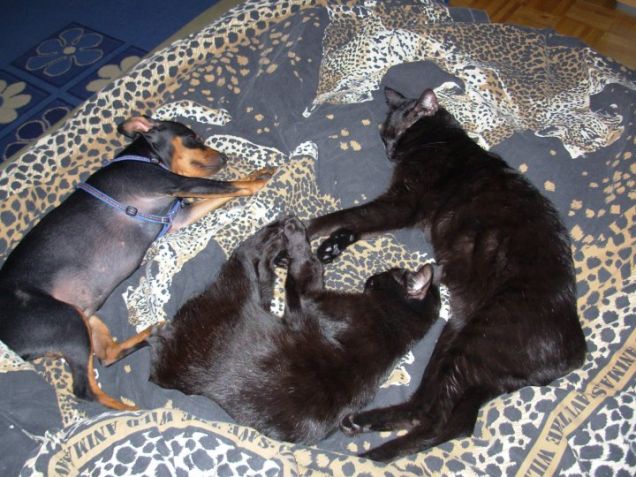 Integramento in famiglia