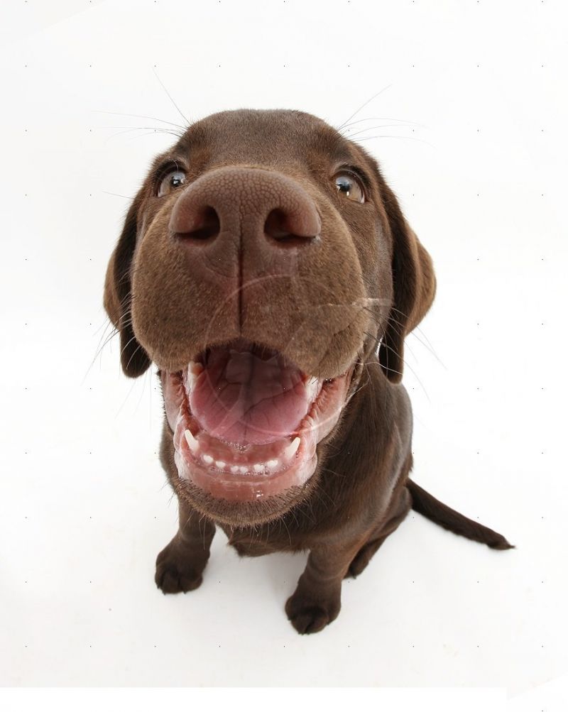 Cerco cuccioli