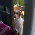 Freccia, cane maschio, cerca casa