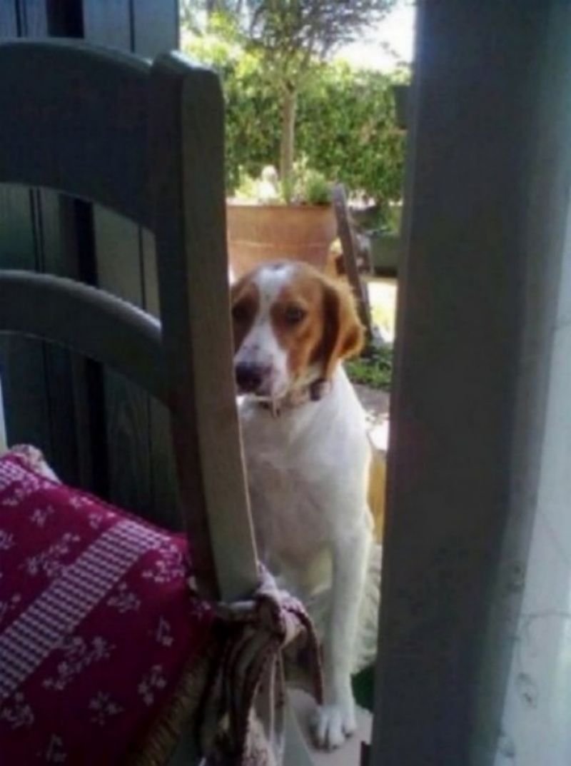 Freccia, cane maschio, cerca casa