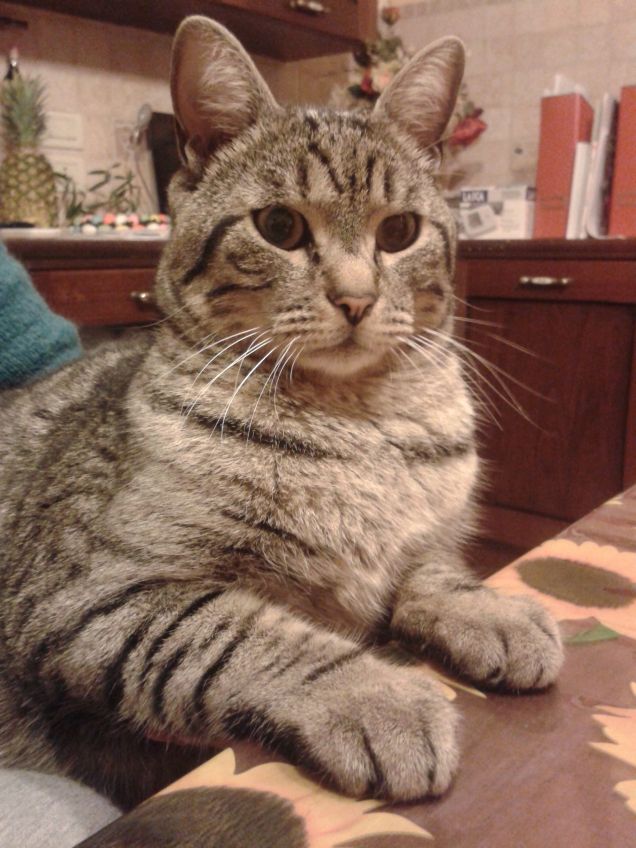 che si mangia oggi???!!