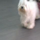 il mio amore willi