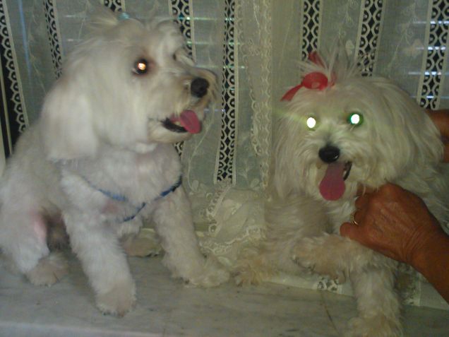 maltesi willi e coccolino