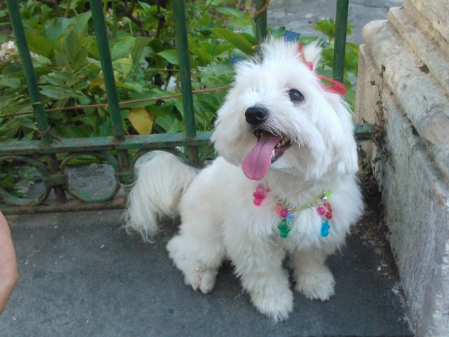 coccolino anni tre cuginetto di willi