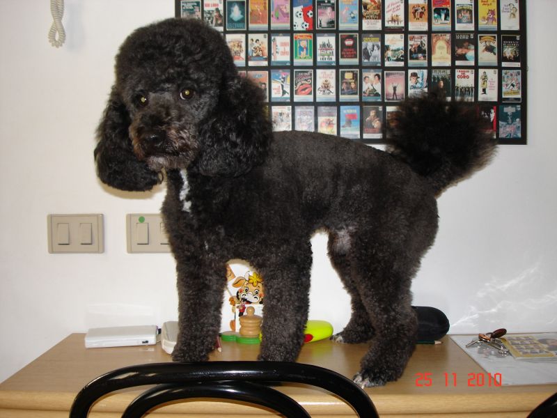 Cerco Barboncina nono c accoppiamento