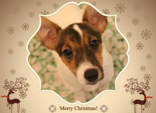 Merry Xmas and Happy Bau Year!!