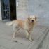 Eddie, meraviglioso simil Retriever/Maremmano