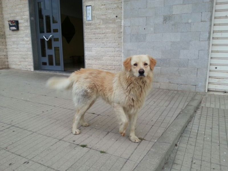 Eddie, meraviglioso simil Retriever/Maremmano
