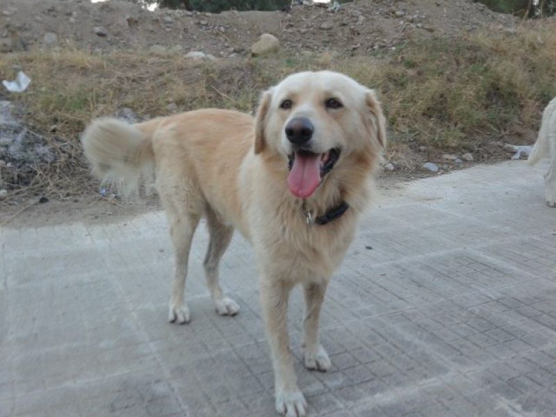  Eddie, dolce e bellissimo simil Retriever, rischia di finire in canile