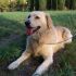 EDDIE, simil Golden Retriever, è il cane perfetto!