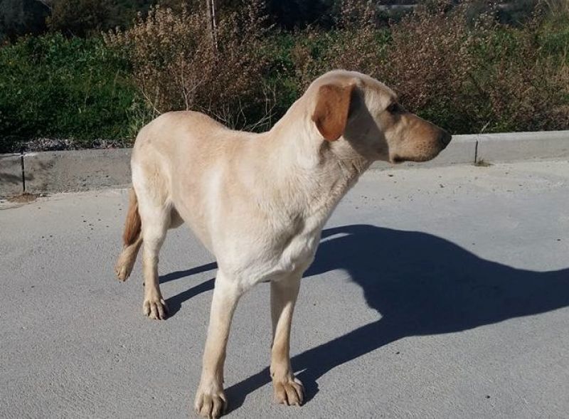 STEFY stupenda e dolcissima simil Labrador, 1 anno, cerca casa!