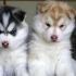 Siberian husky cuccioli a prezzo conveniente
