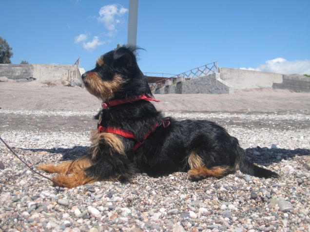  TRANQUILLI  ____CON LUI E'   TUTTO  SOTTO CONTROLLO