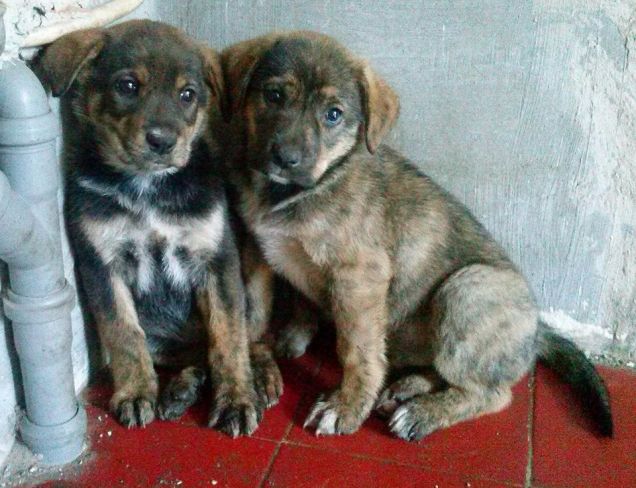 Un grido di dolore nella notte