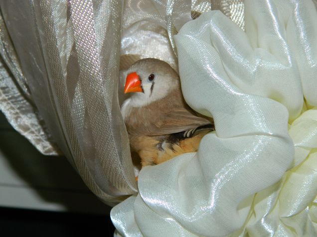 Una signorinella nella tenda