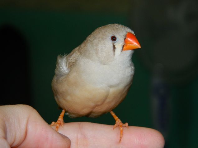 Bellissima piccola sulla mia mano