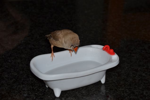 Brici e la sua nuova vasca 