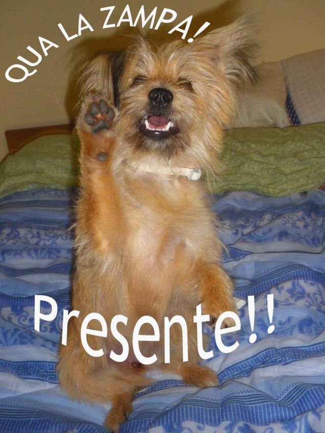 Qua la zampa