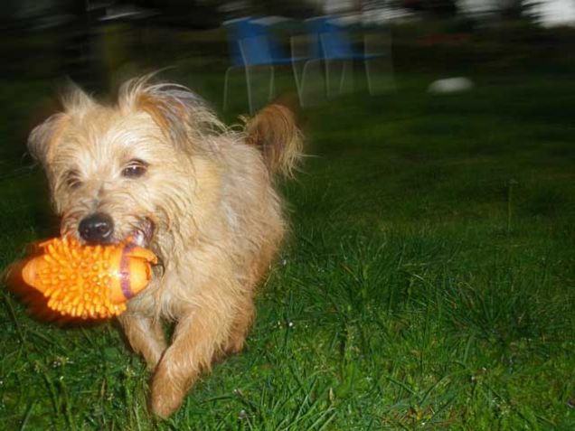 sempre con la sua palletta