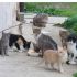 Gatti tutti da adottare, cercano casa