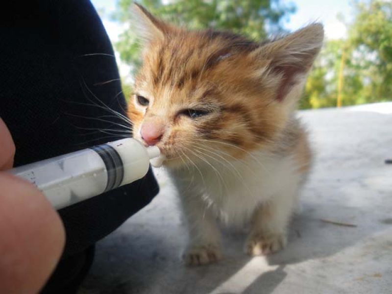 Gattina di un mese cerca casa