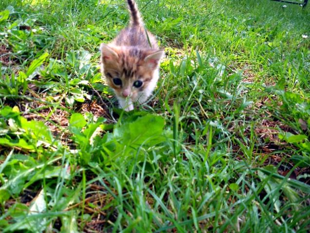 Gattina di un mese cerca casa
