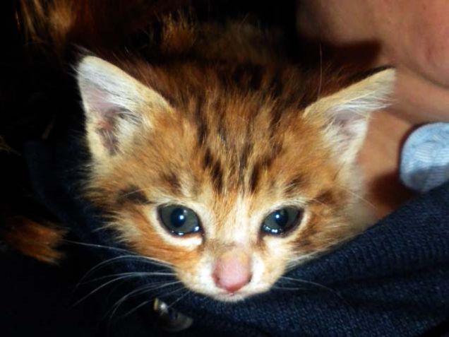 Gattina di un mese cerca casa