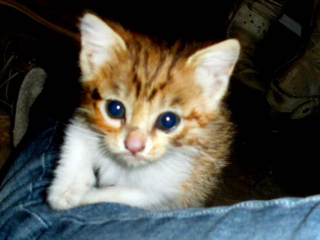 Gattina di un mese cerca casa