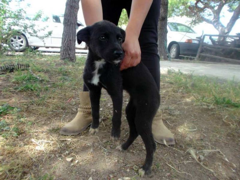 CUCCIOLO  INCROCIO PINCHER - VOLPINO IN REGALO