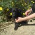 CAGNOLINO  TIPO PASTORE BELGA IN REGALO