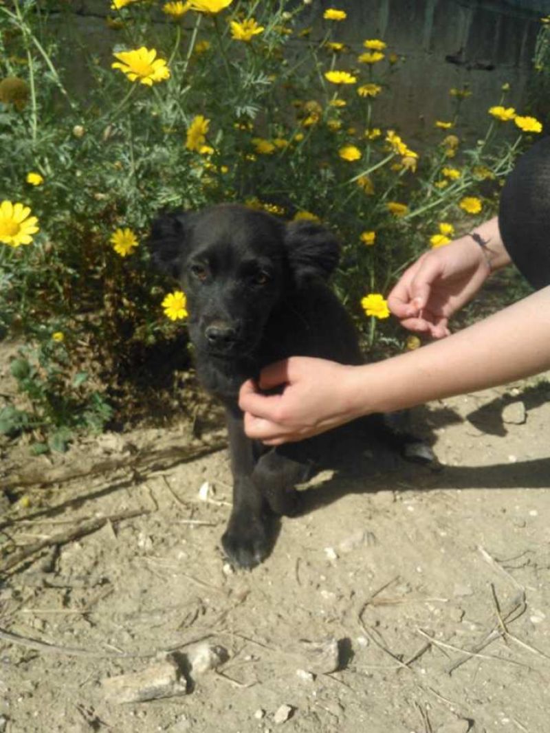 CAGNOLINO  TIPO PASTORE BELGA IN REGALO