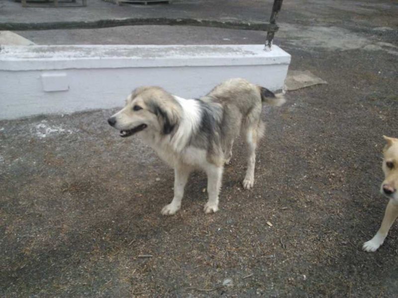 CAGNOLINA INCROCIO BORDER  COLLIE    IN REGALO