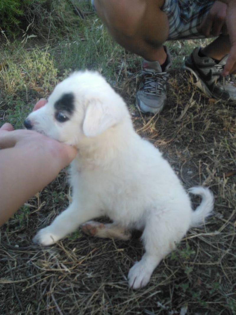 CUCCIOLA INCROCIO VOLPINO  IN REGALO