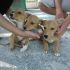 CUCCIOLI INCROCIO JACK RUSSELL  IN REGALO