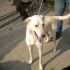 CUCCIOLA  INCROCIO LABRADOR  IN REGALO