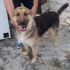 CAGNOLINO TIPO PASTORE TEDESCO  IN REGALO