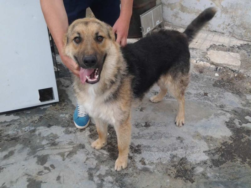 CAGNOLINO TIPO PASTORE TEDESCO  IN REGALO