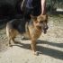 CAGNOLINO INCROCIO PASTORE TEDESCO  IN REGALO